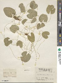 Nymphoides cordata image