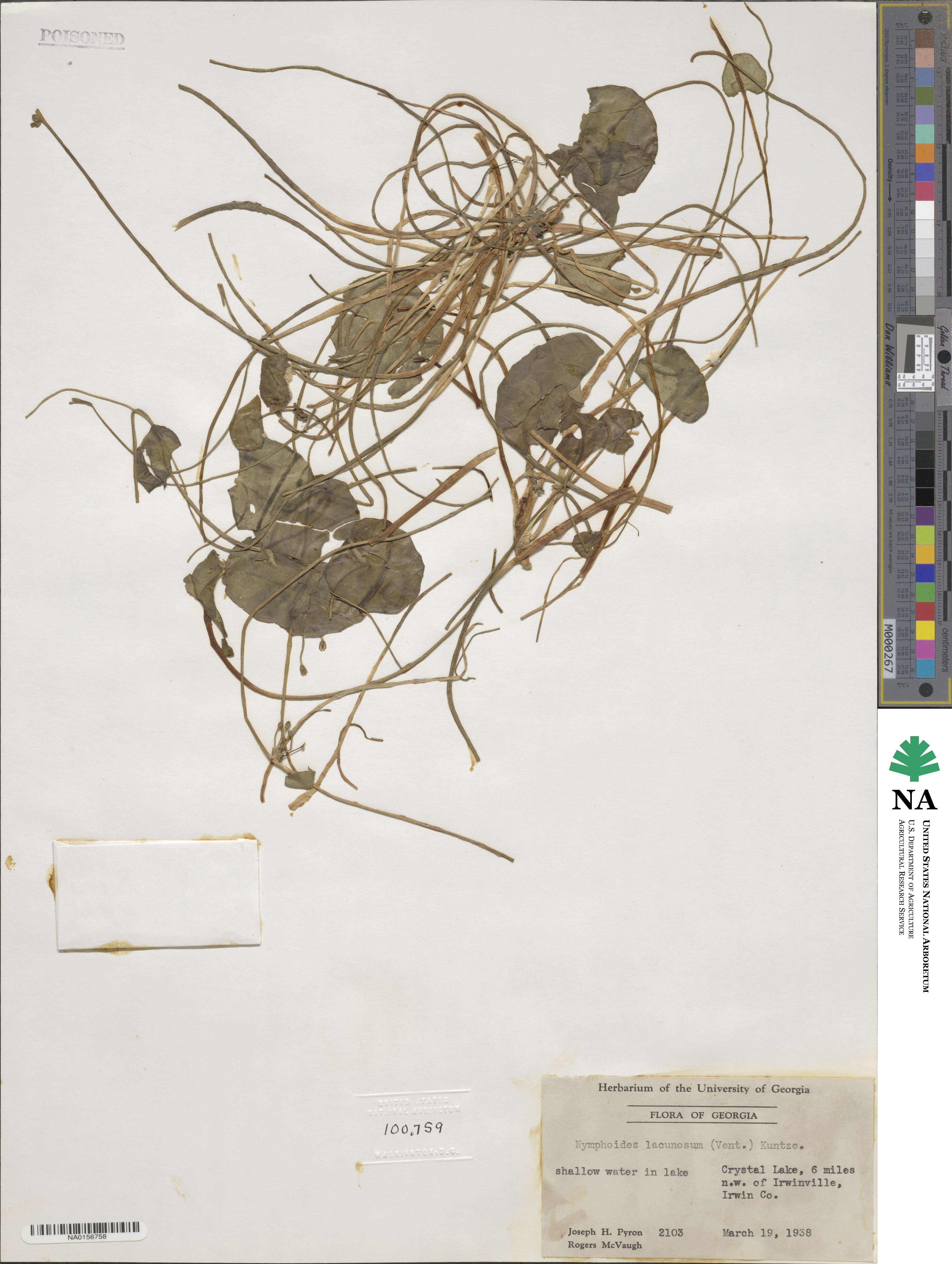 Nymphoides image