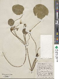 Image of Nymphoides peltata