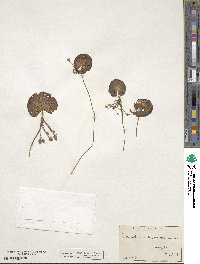 Nymphoides aquatica image