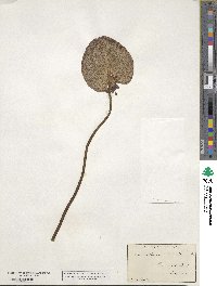 Nymphoides aquatica image