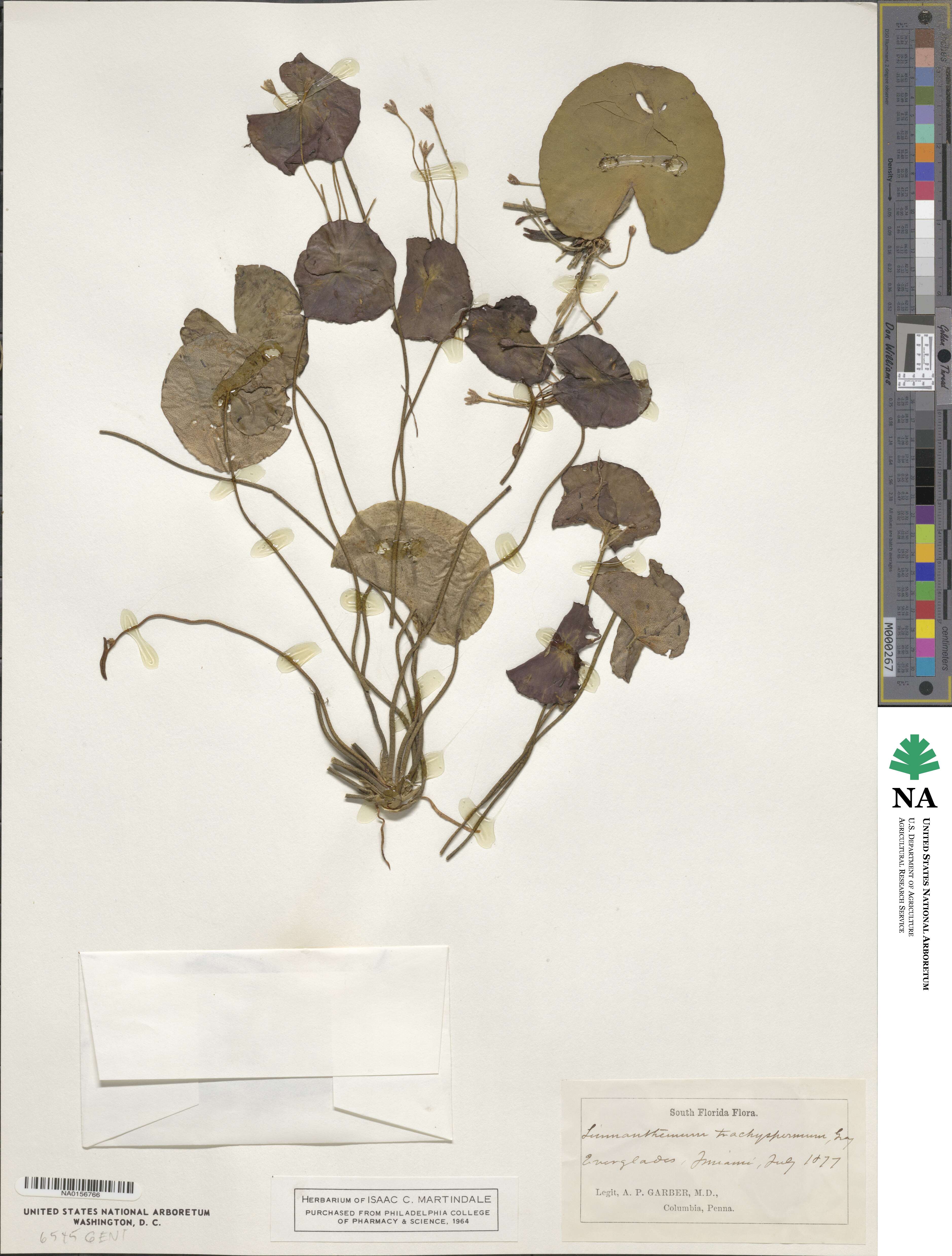 Nymphoides aquatica image