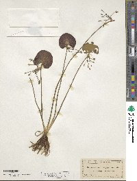 Nymphoides aquatica image