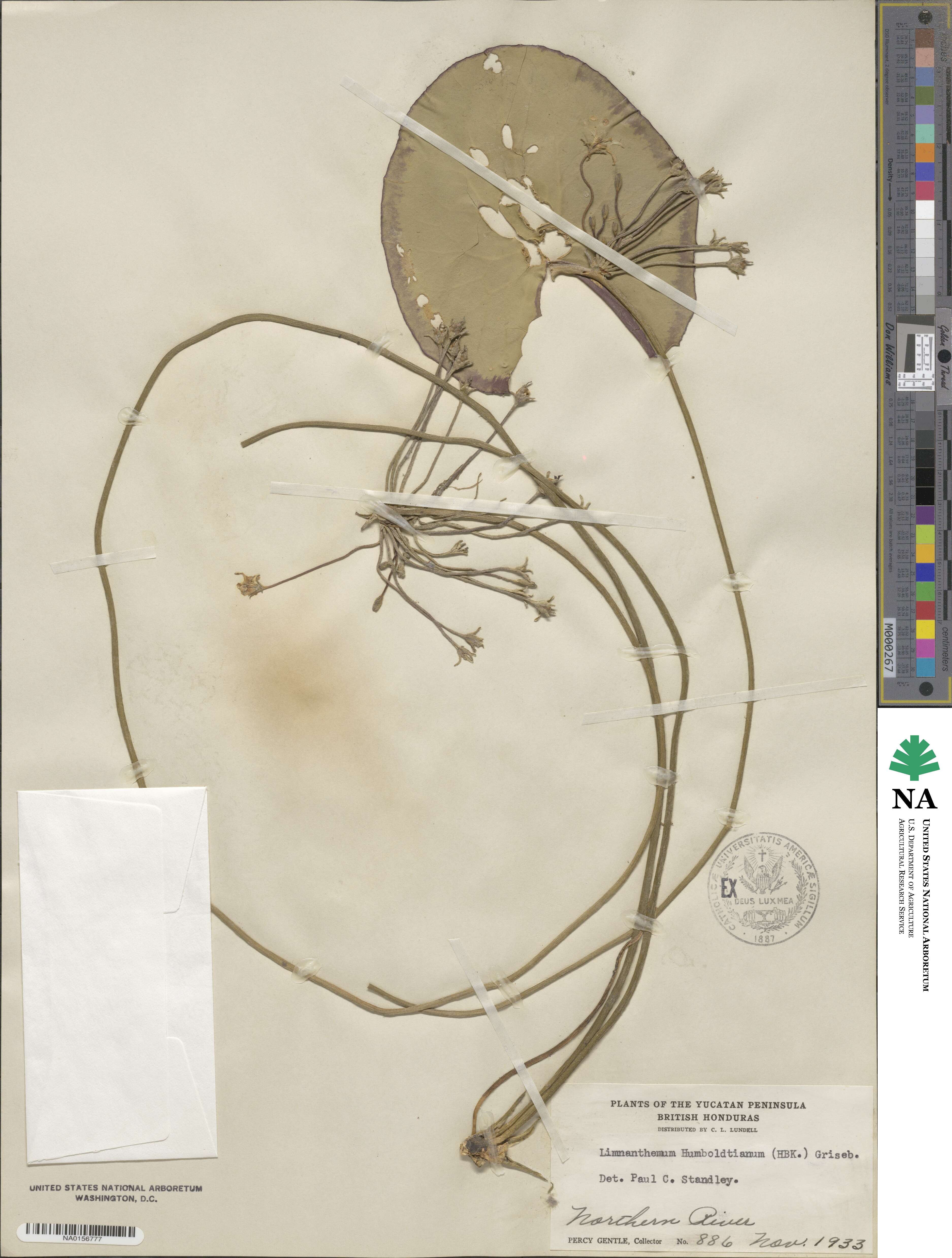 Nymphoides indica image