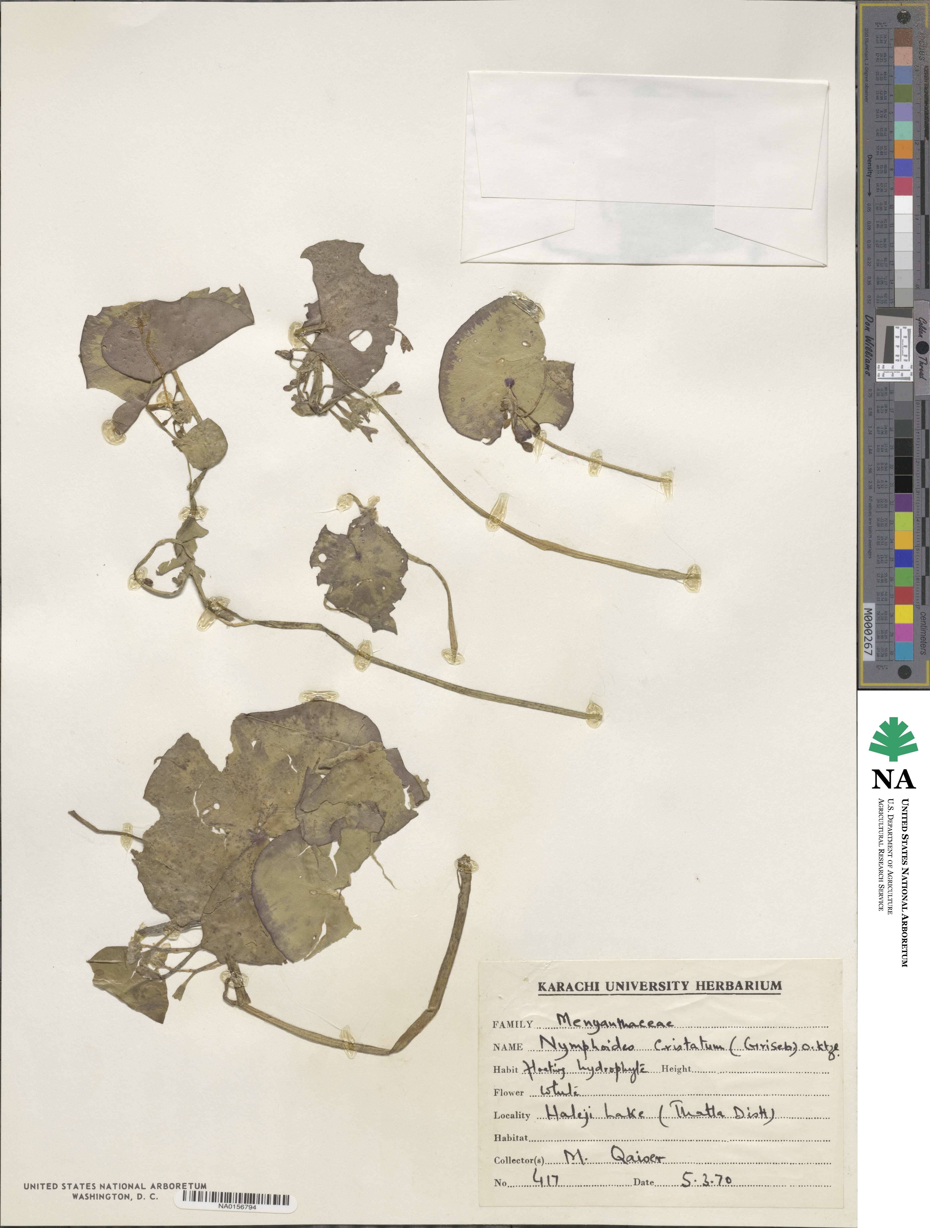 Nymphoides hydrophylla image