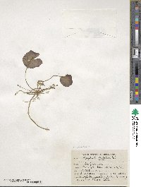 Nymphoides hydrophylla image