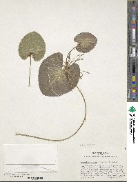 Nymphoides indica image