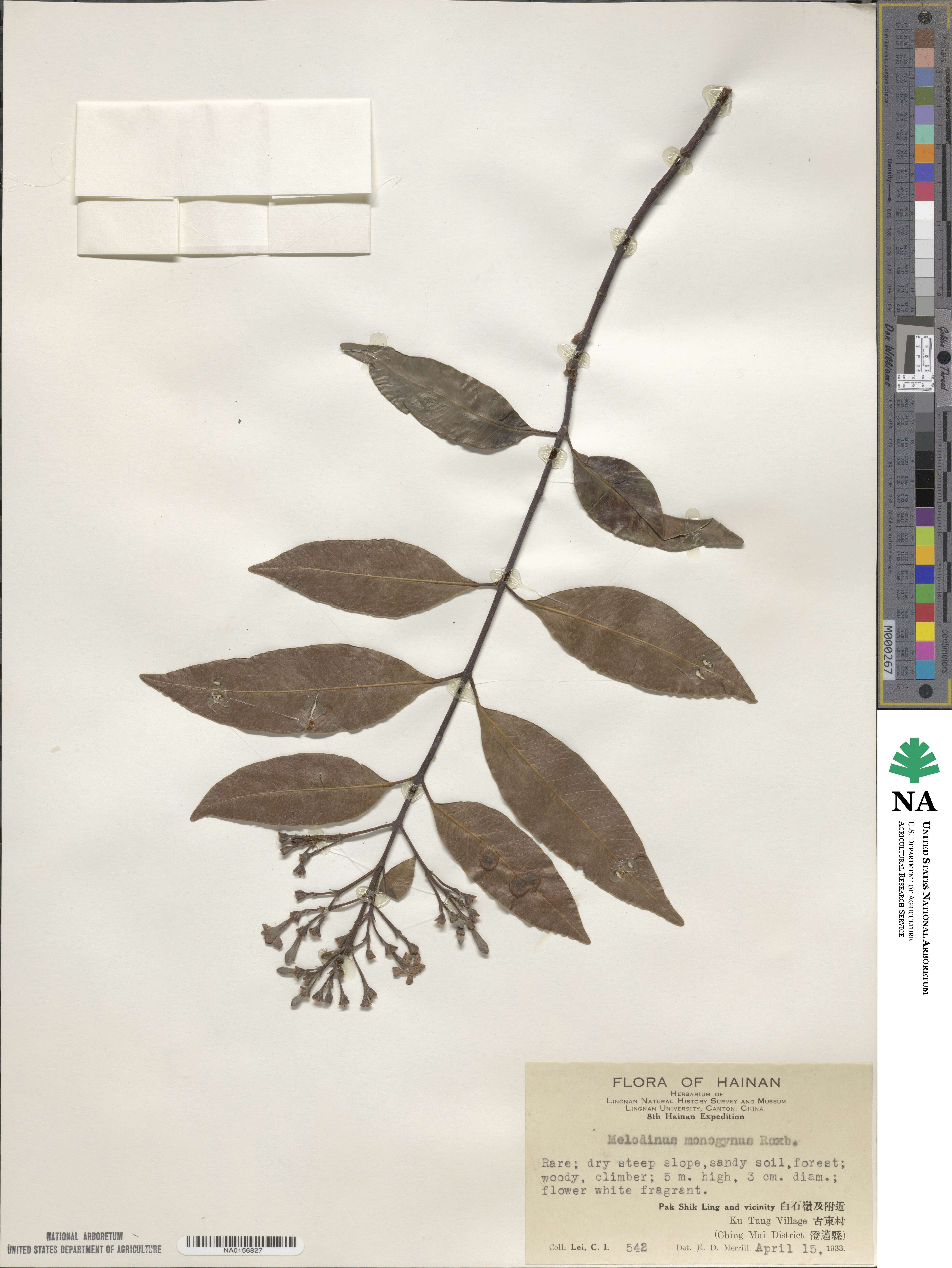 Melodinus image