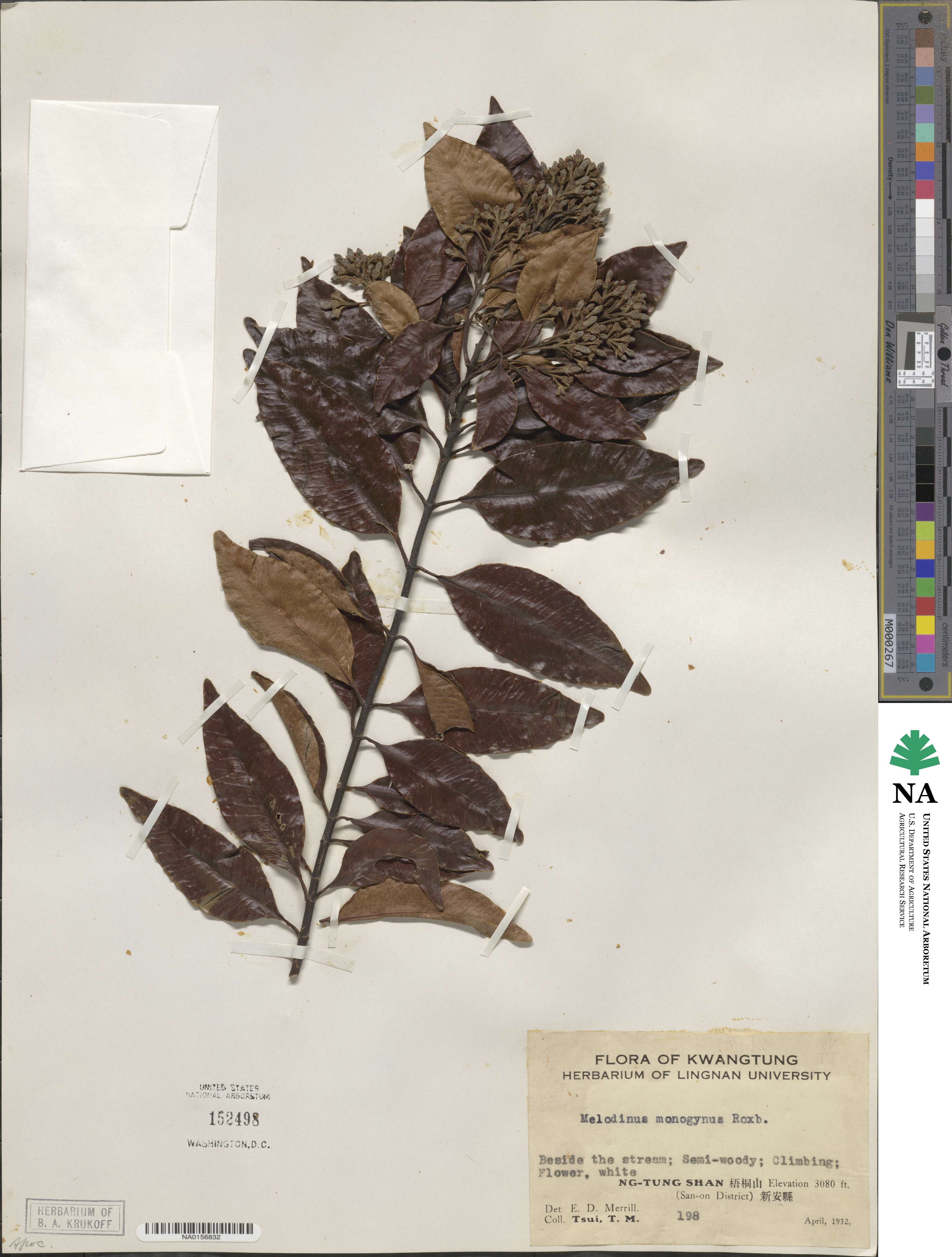 Melodinus monogynus image