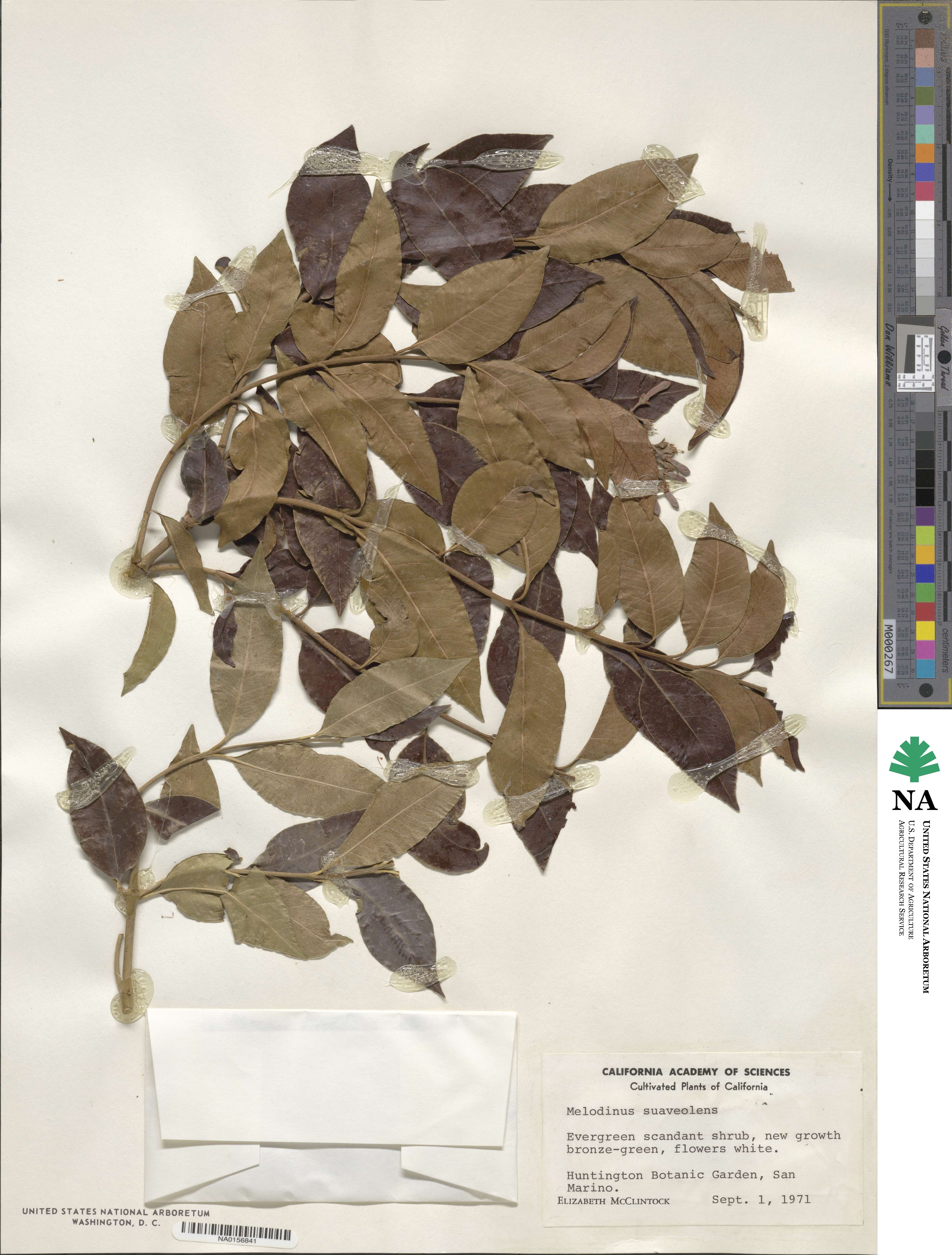 Melodinus suaveolens image