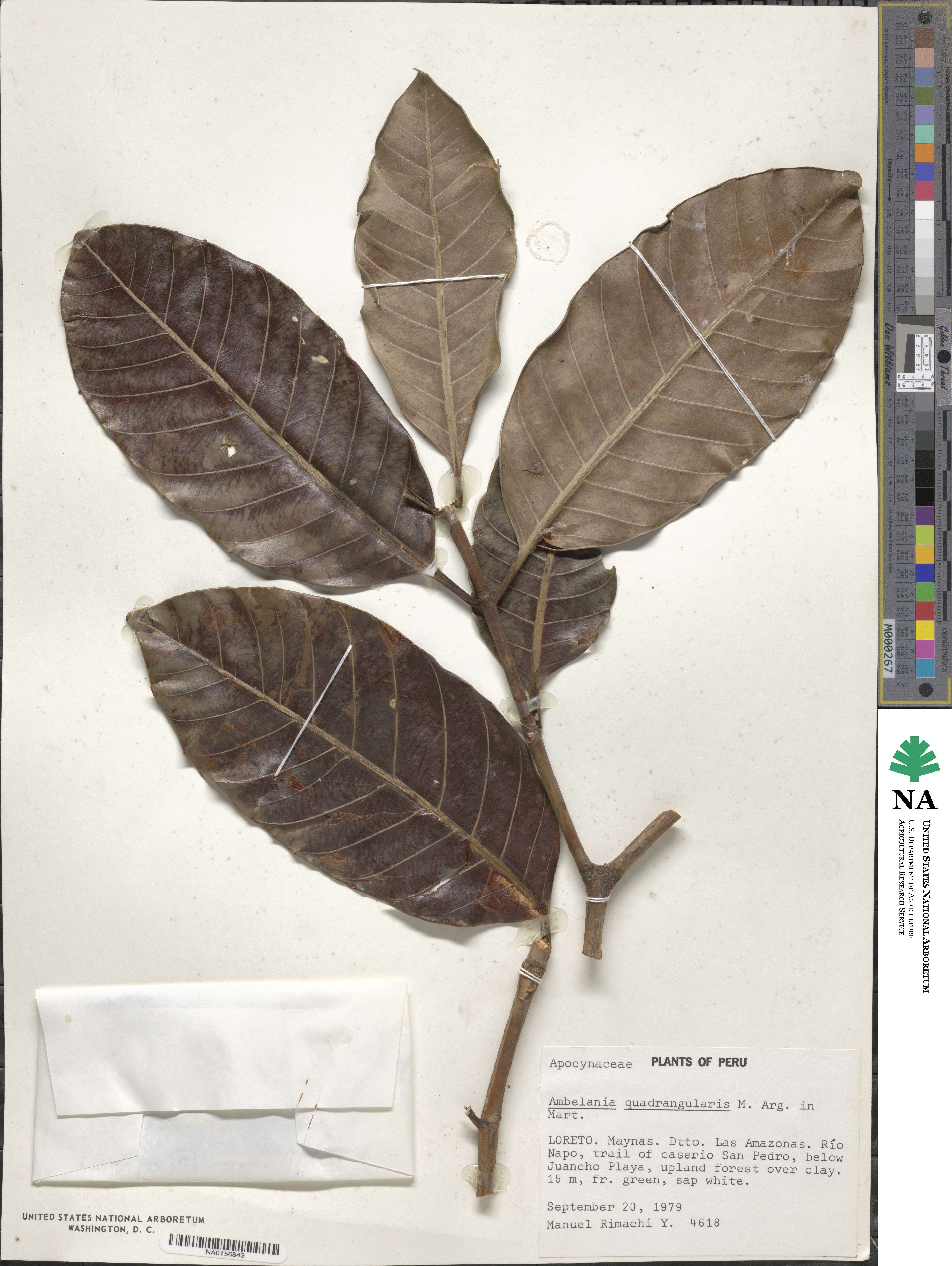 Rhigospira quadrangularis image