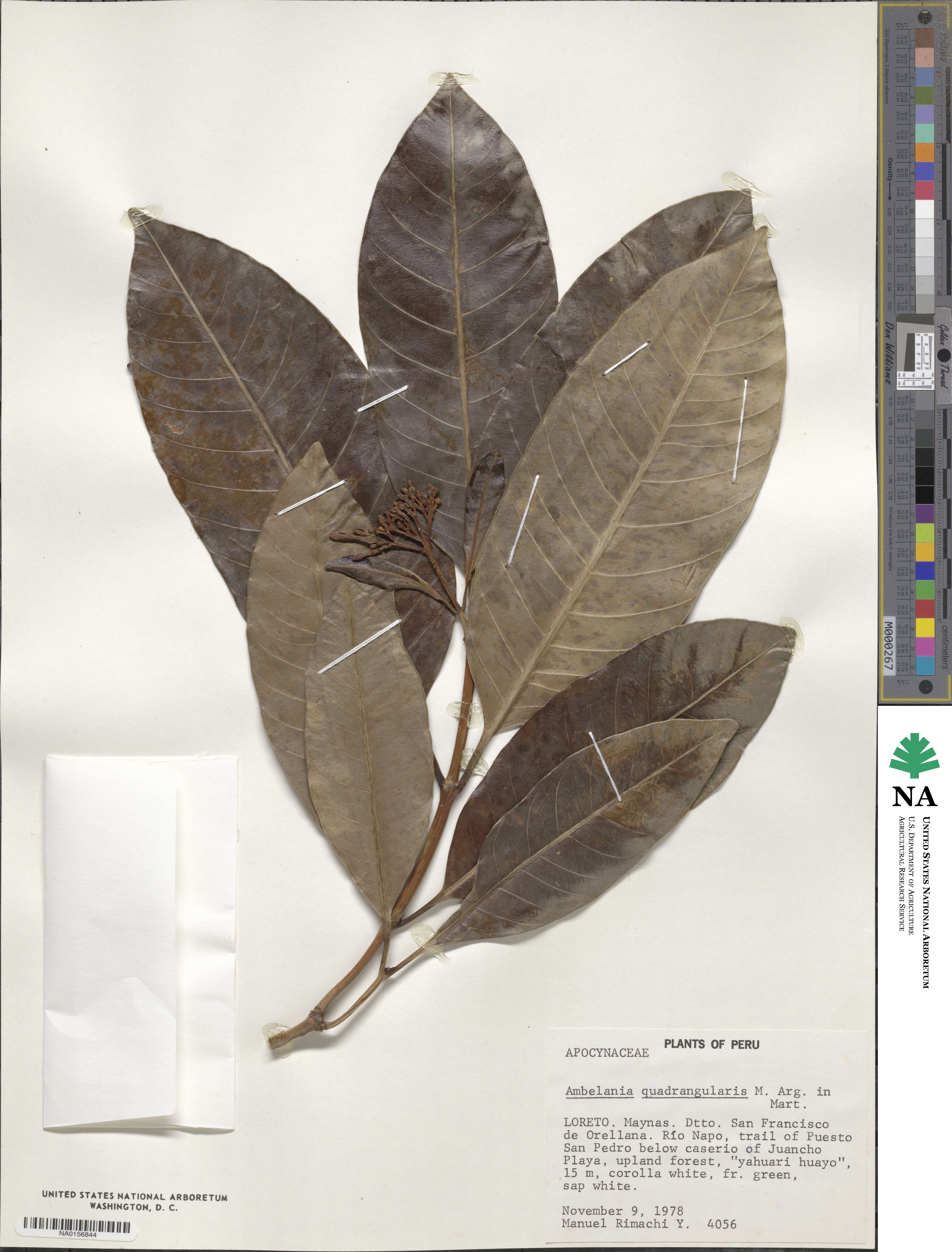 Rhigospira quadrangularis image