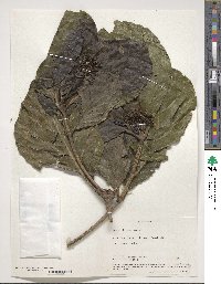 Image of Neuburgia macrocarpa