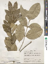 Acokanthera oppositifolia image