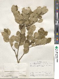 Acokanthera oppositifolia image