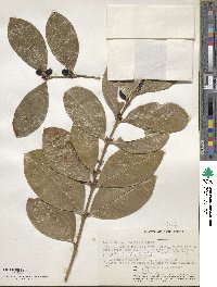 Acokanthera oppositifolia image