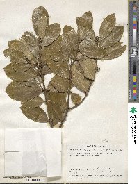 Acokanthera oppositifolia image