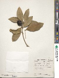 Image of Acokanthera oblongifolia