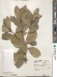 Acokanthera oblongifolia image