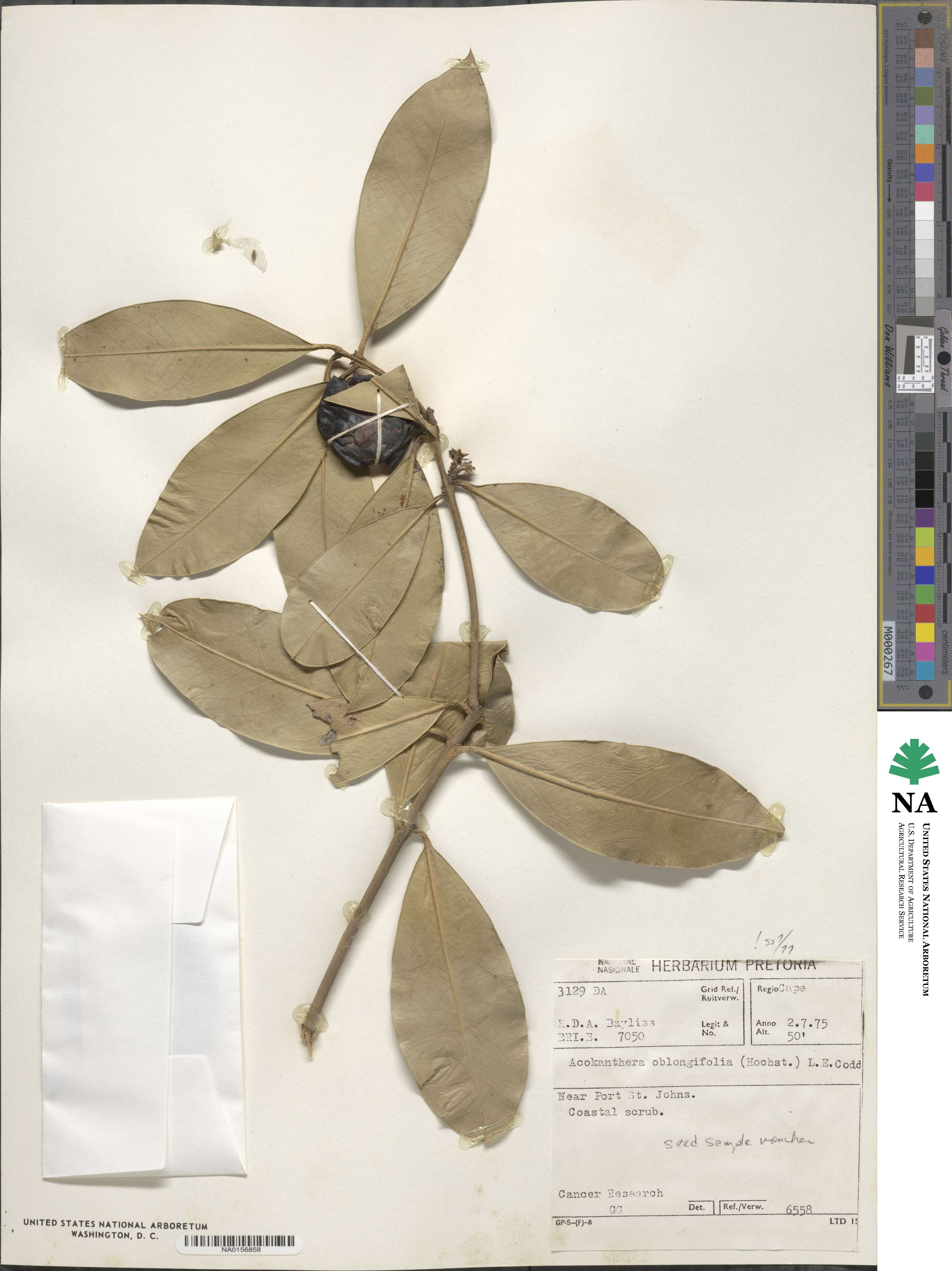 Acokanthera oblongifolia image