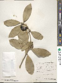 Acokanthera oblongifolia image