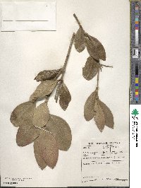 Acokanthera oblongifolia image