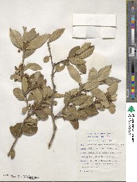 Acokanthera oppositifolia image