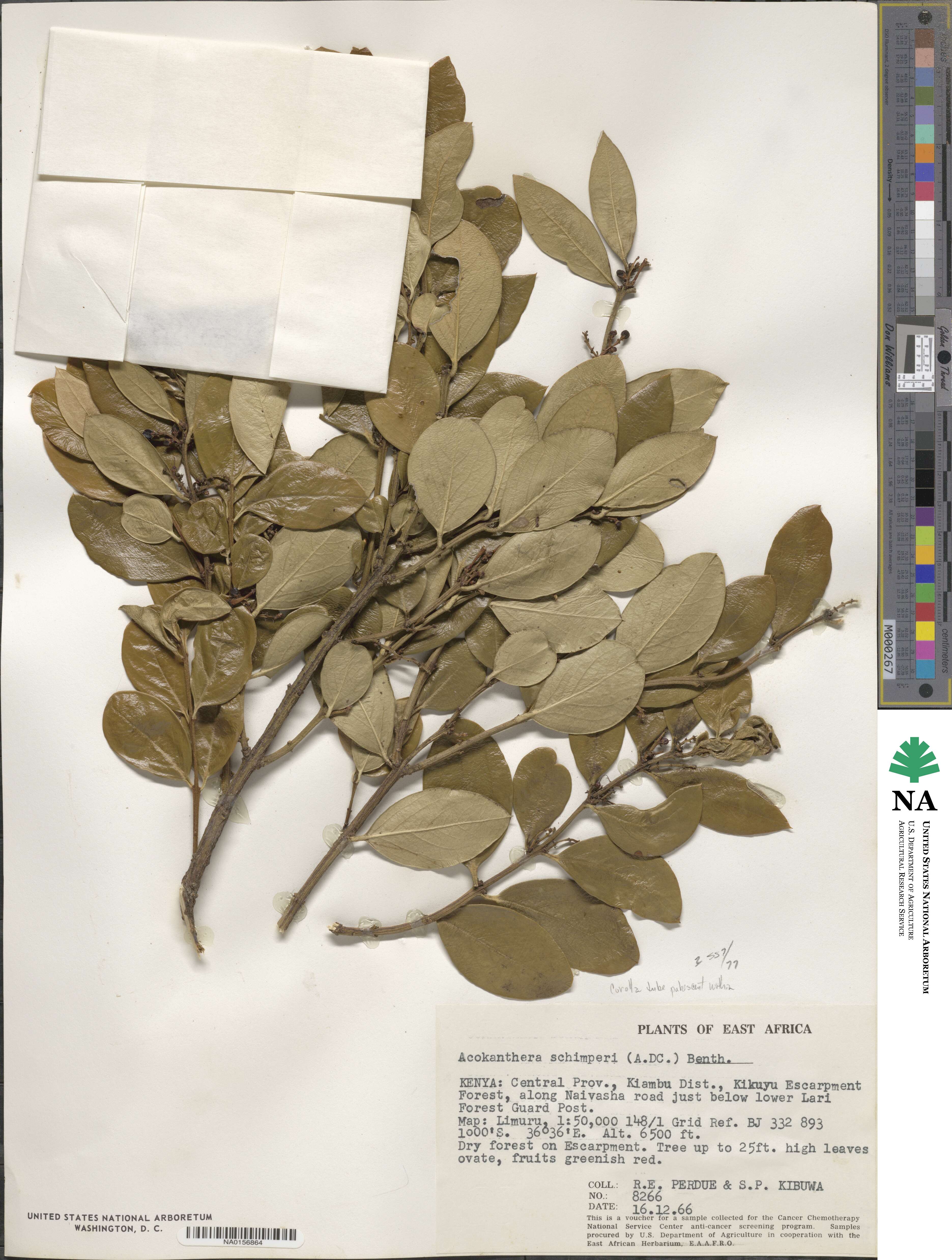 Acokanthera schimperi image