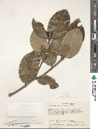 Acokanthera oppositifolia image