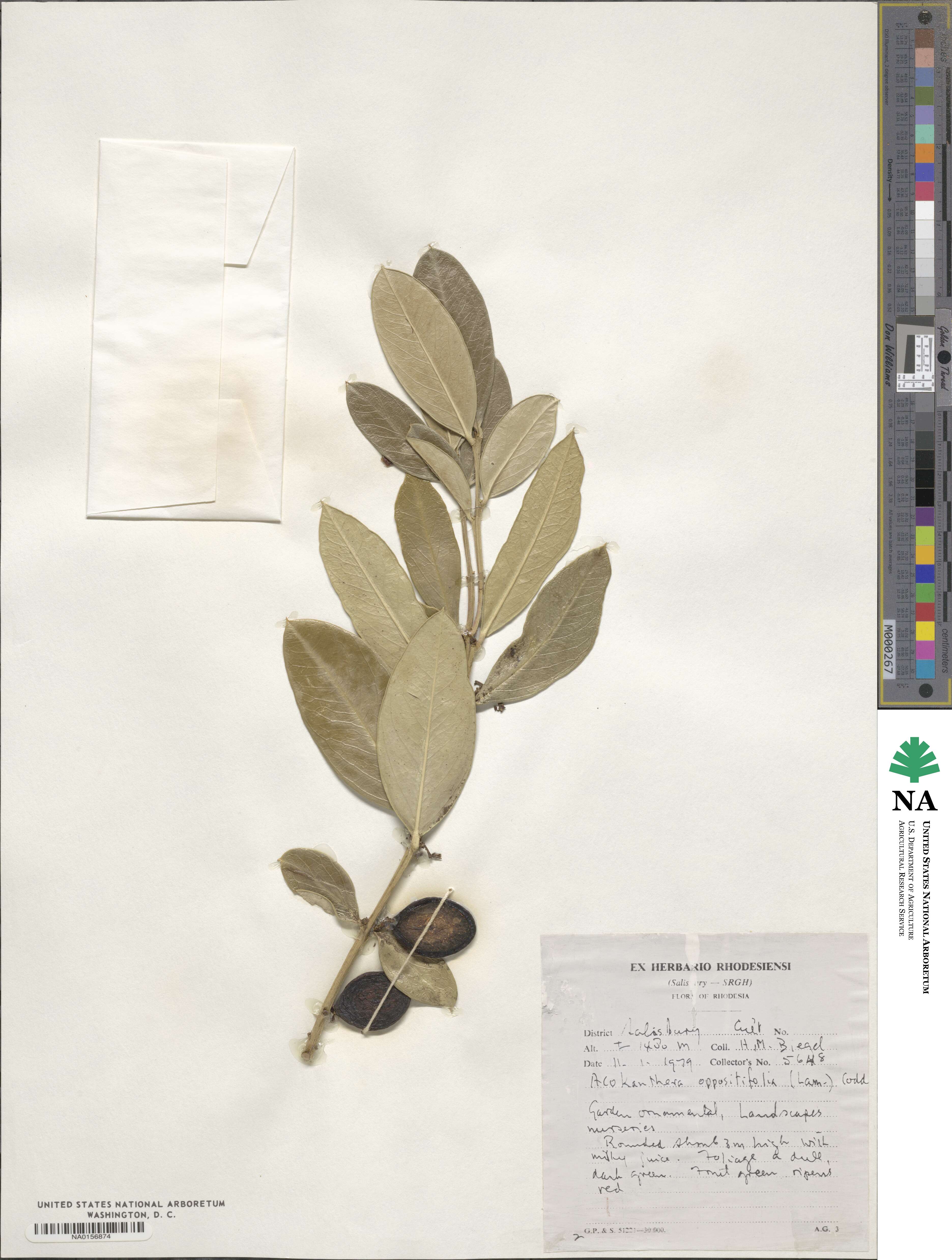 Acokanthera oppositifolia image