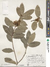 Acokanthera oppositifolia image