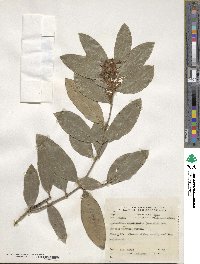 Acokanthera oppositifolia image