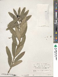 Acokanthera oblongifolia image