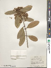 Acokanthera oblongifolia image