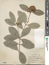 Acokanthera oblongifolia image