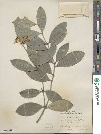 Acokanthera oblongifolia image