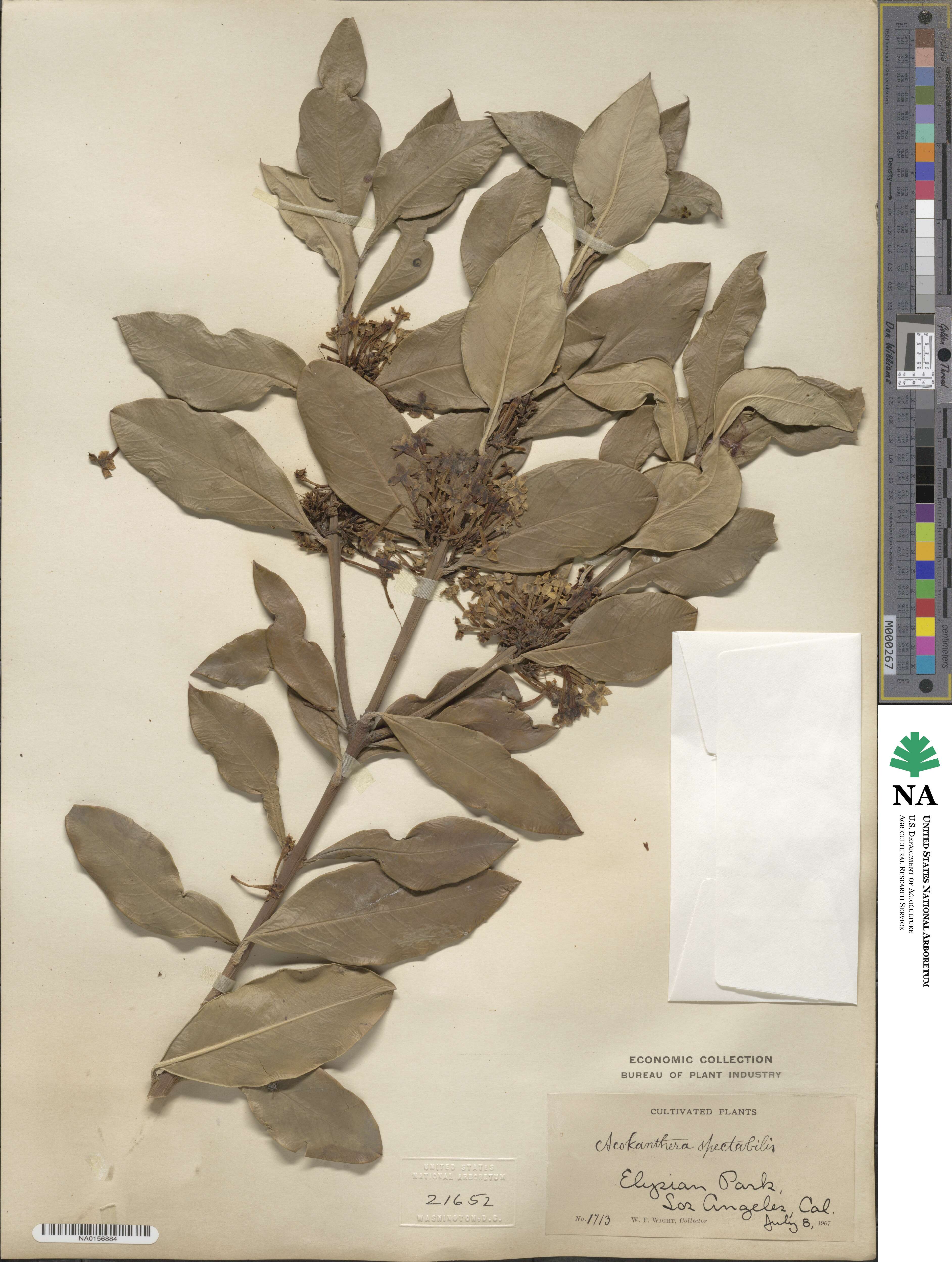 Acokanthera oblongifolia image