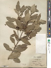 Acokanthera oblongifolia image