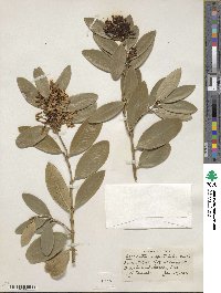 Acokanthera oblongifolia image