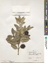 Acokanthera oppositifolia image