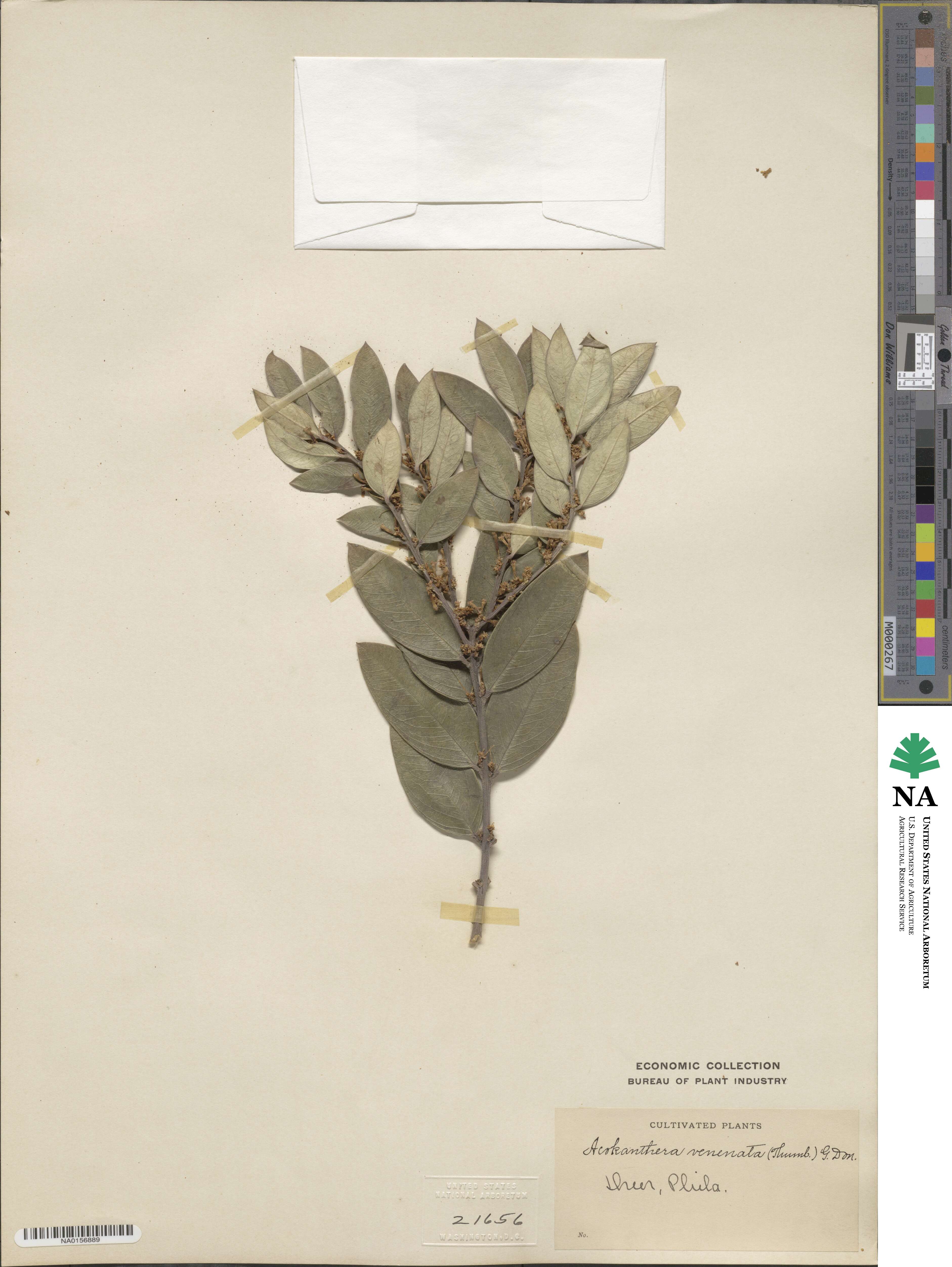 Acokanthera oppositifolia image