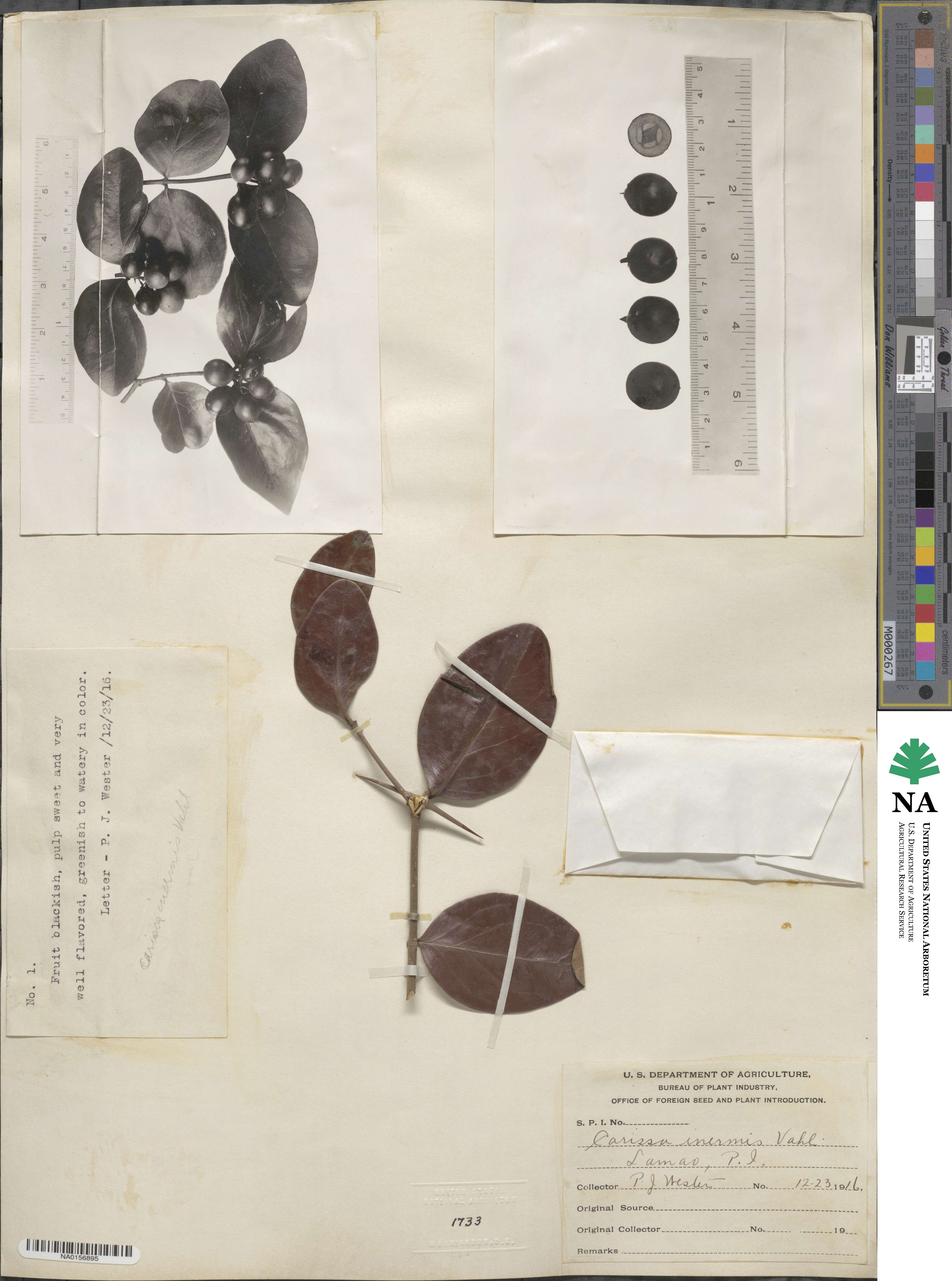 Carissa inermis image