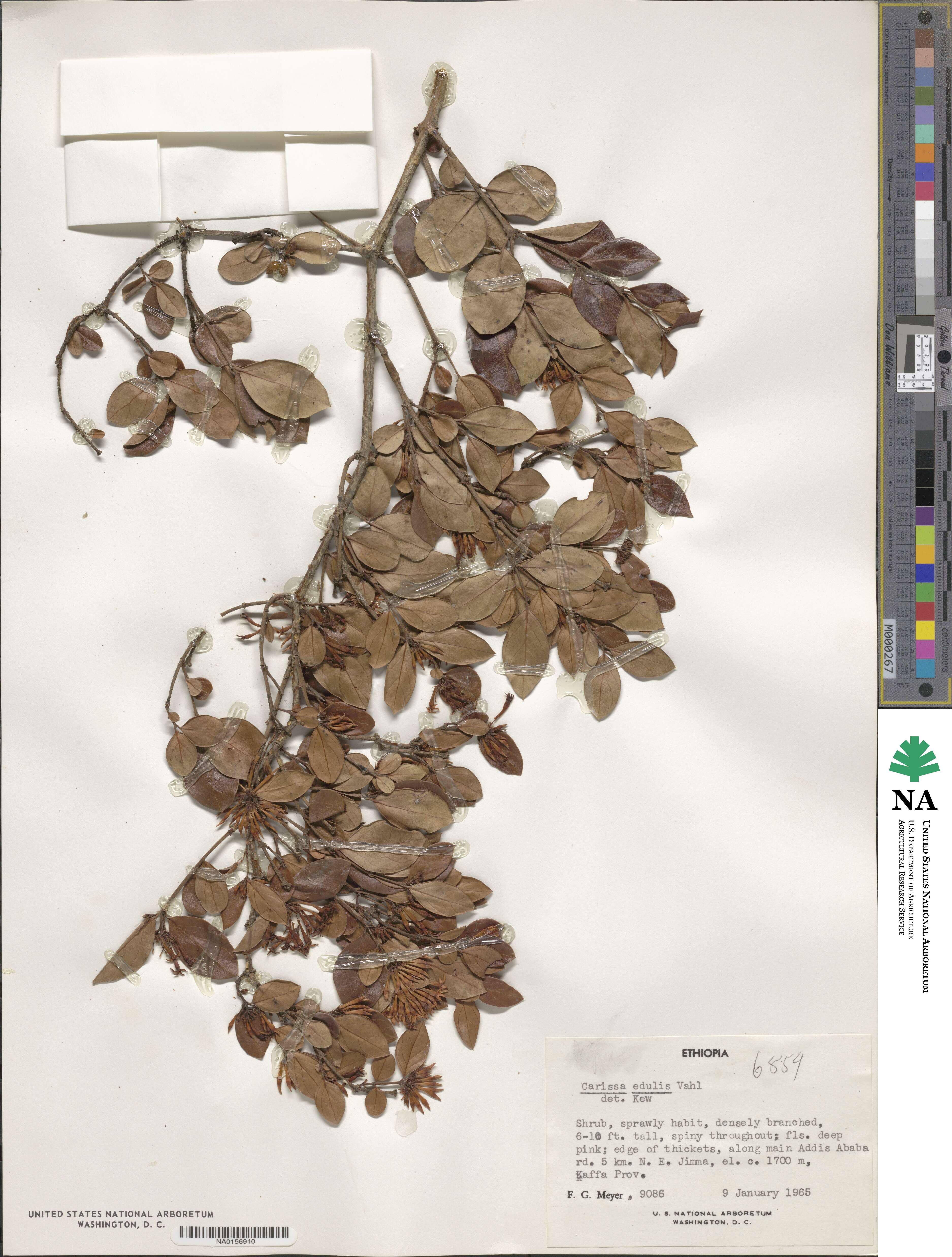 Carissa spinarum image