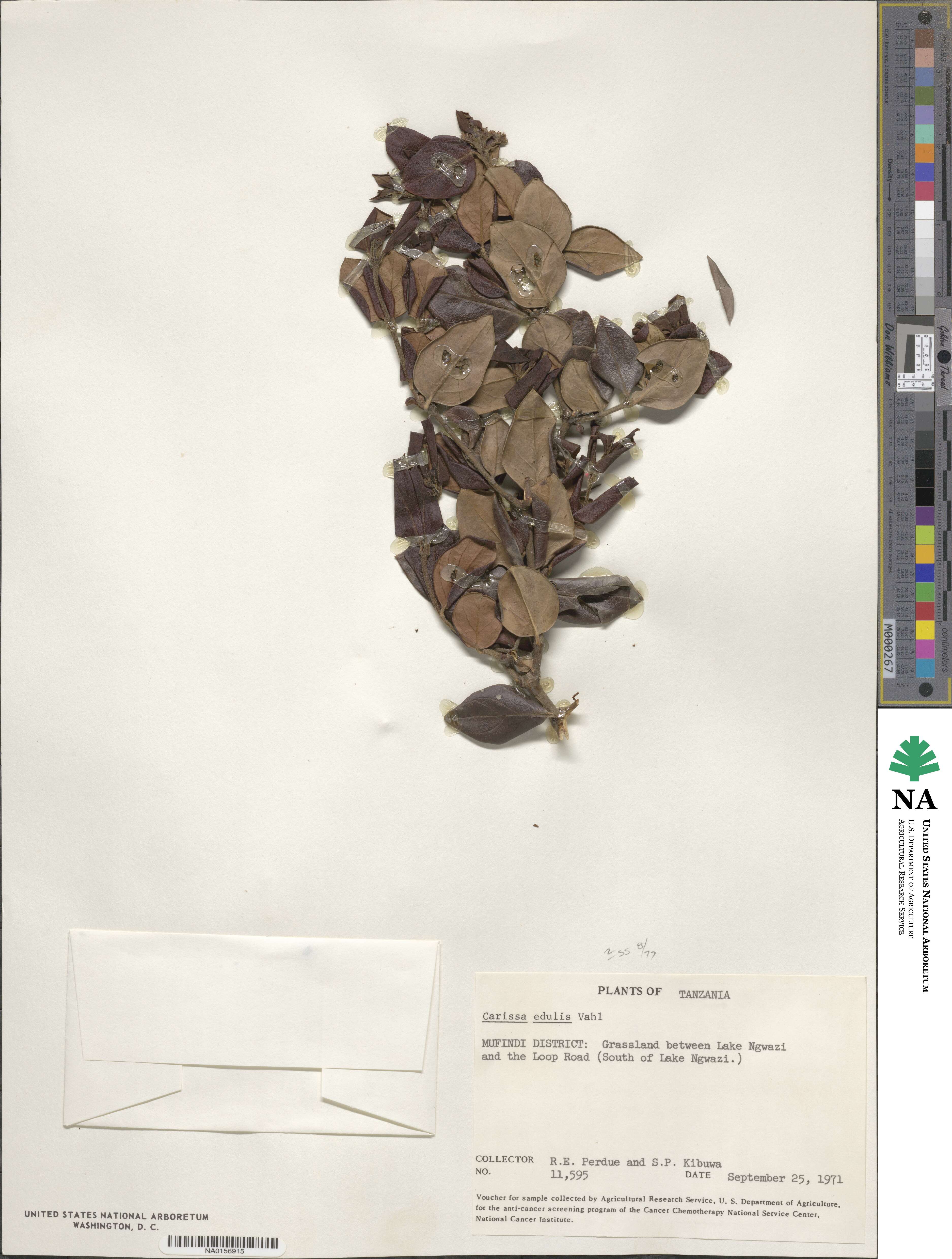 Carissa spinarum image