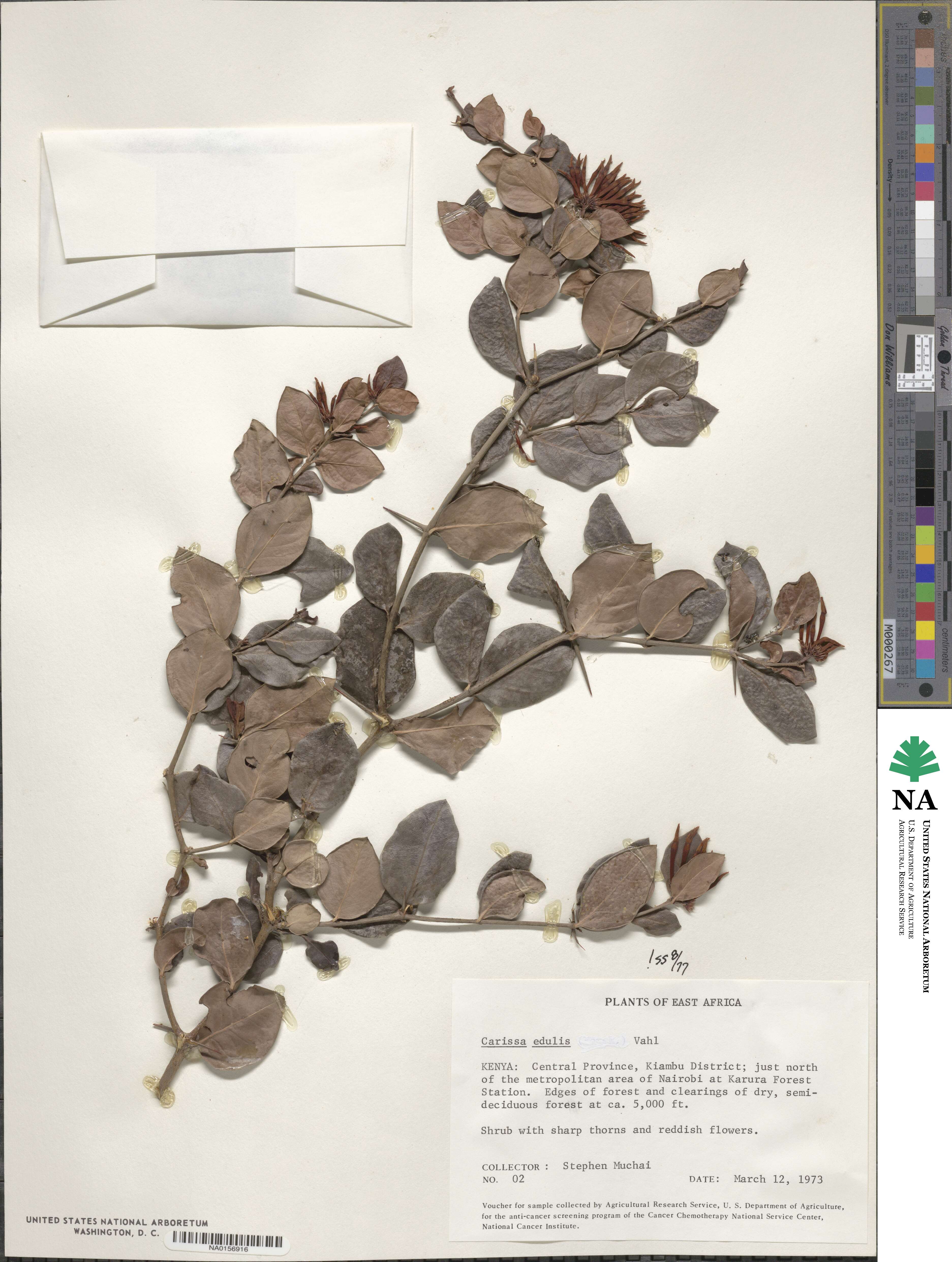 Carissa spinarum image
