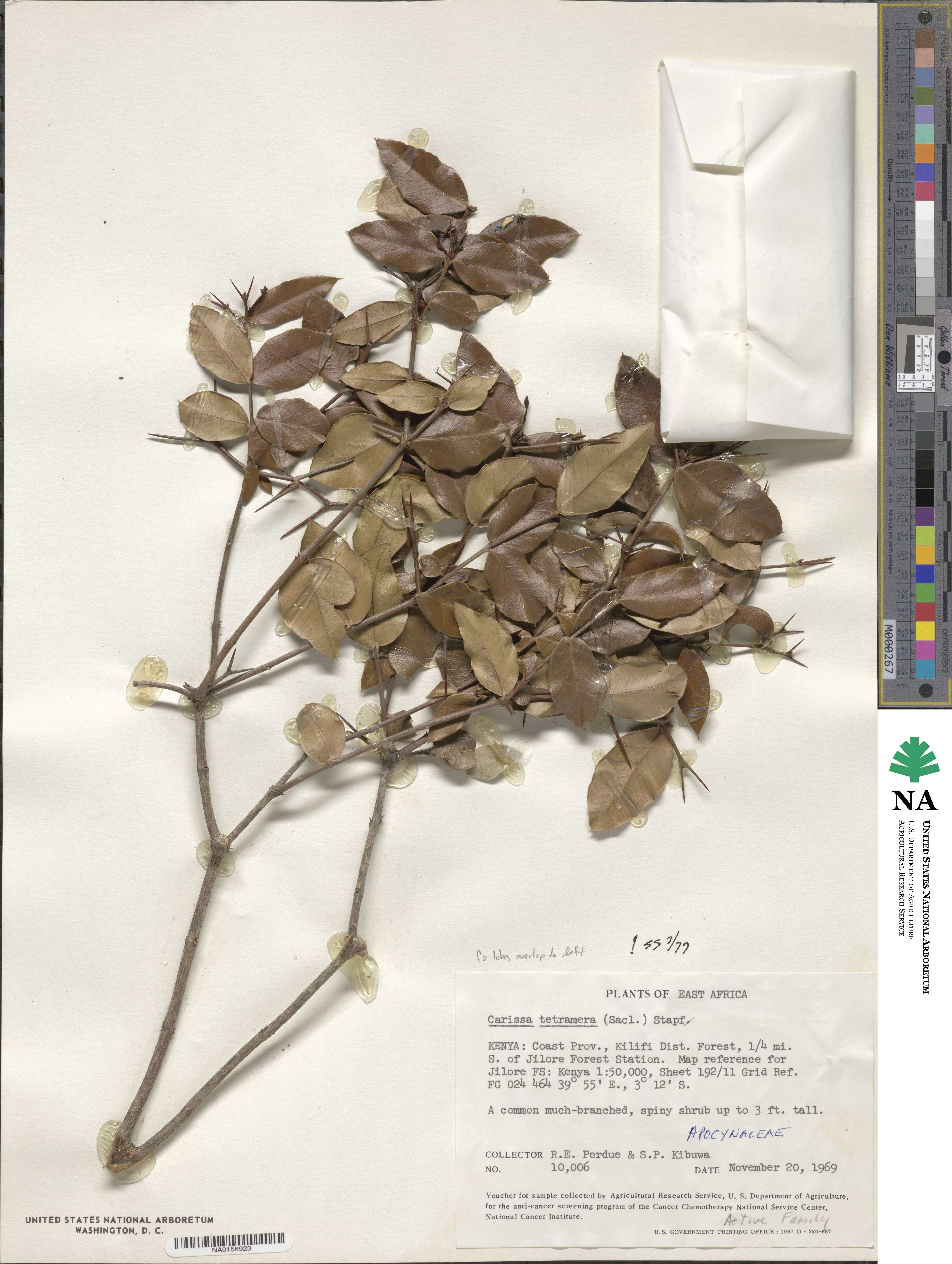 Carissa tetramera image