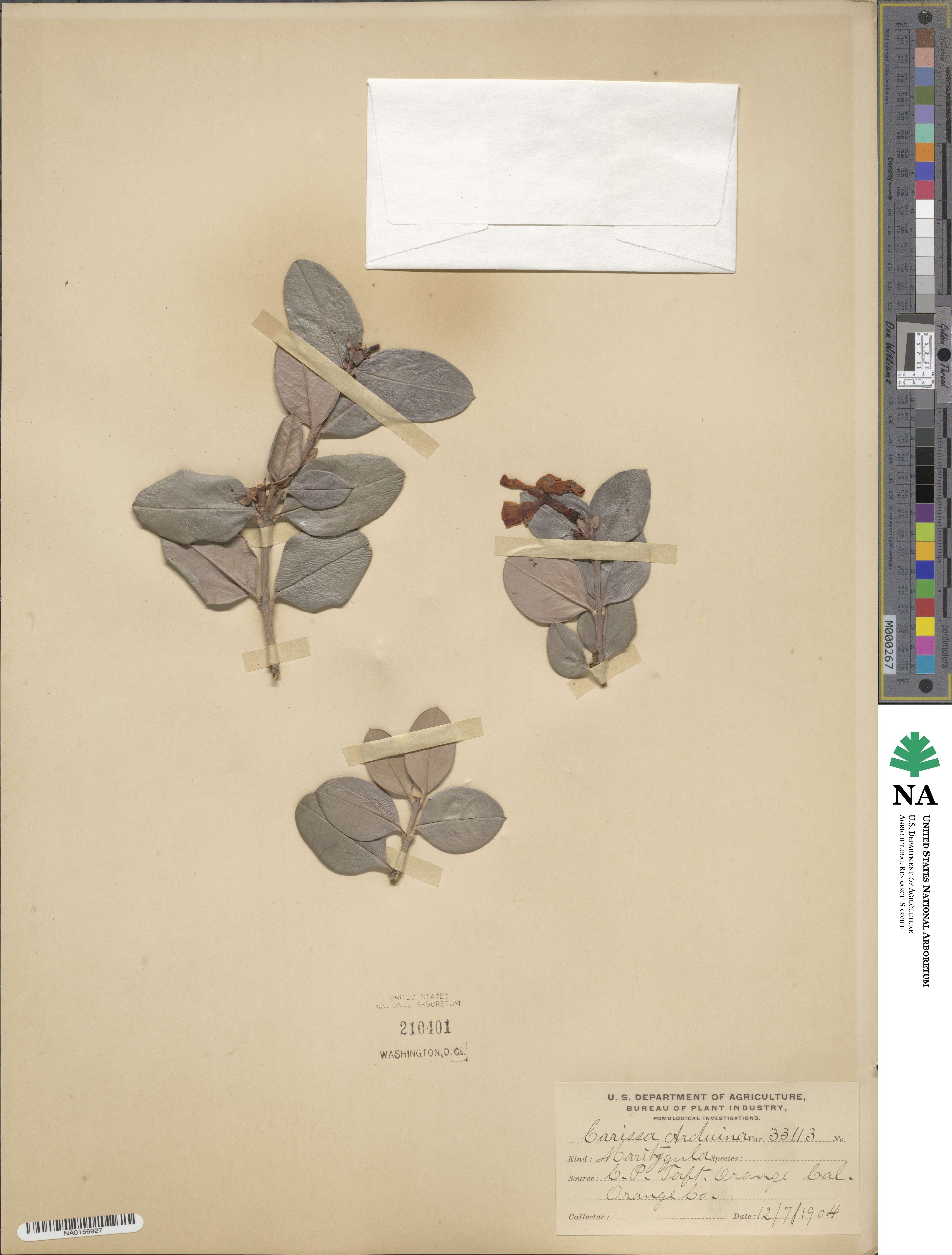 Carissa bispinosa image