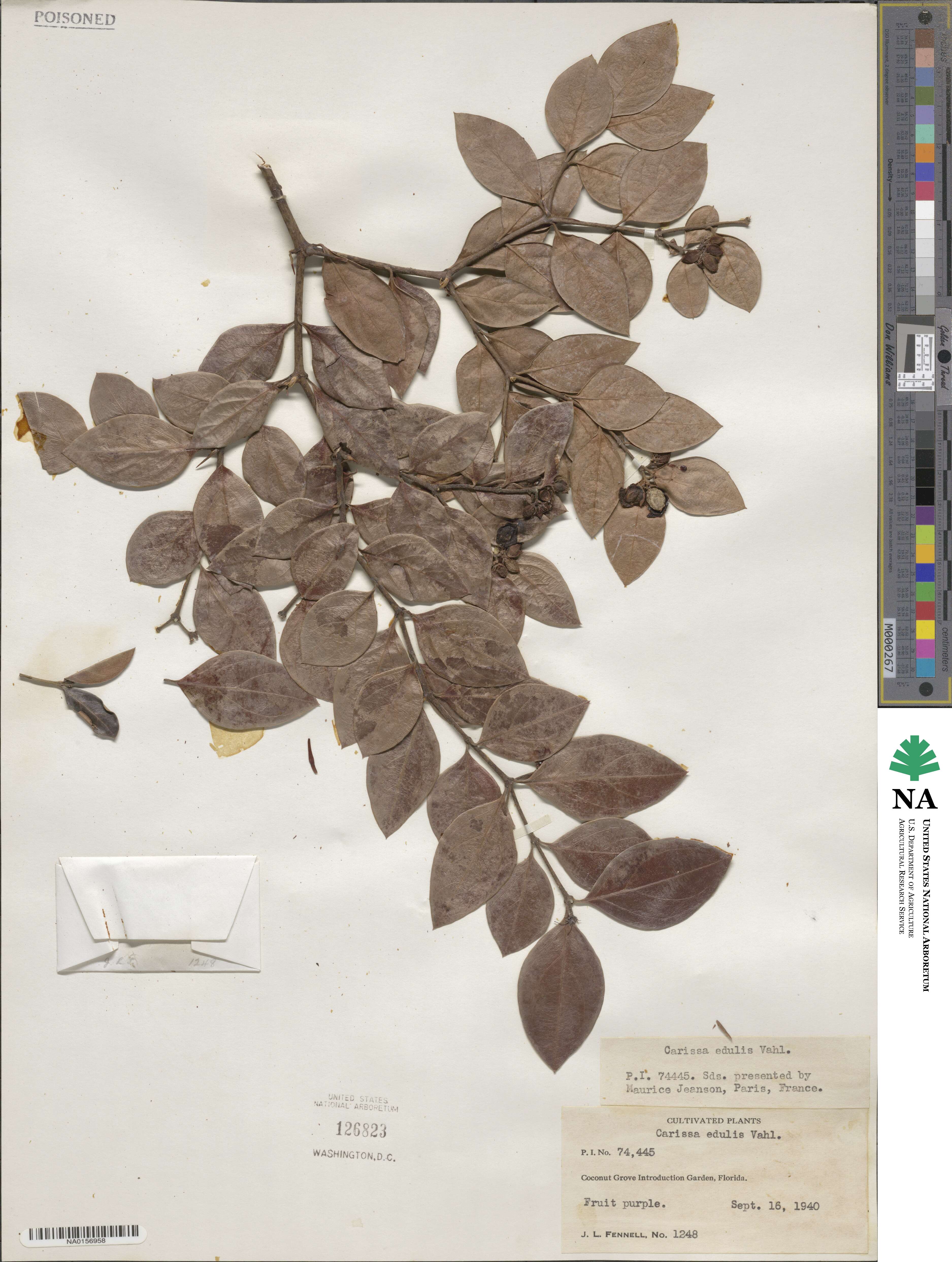 Carissa spinarum image