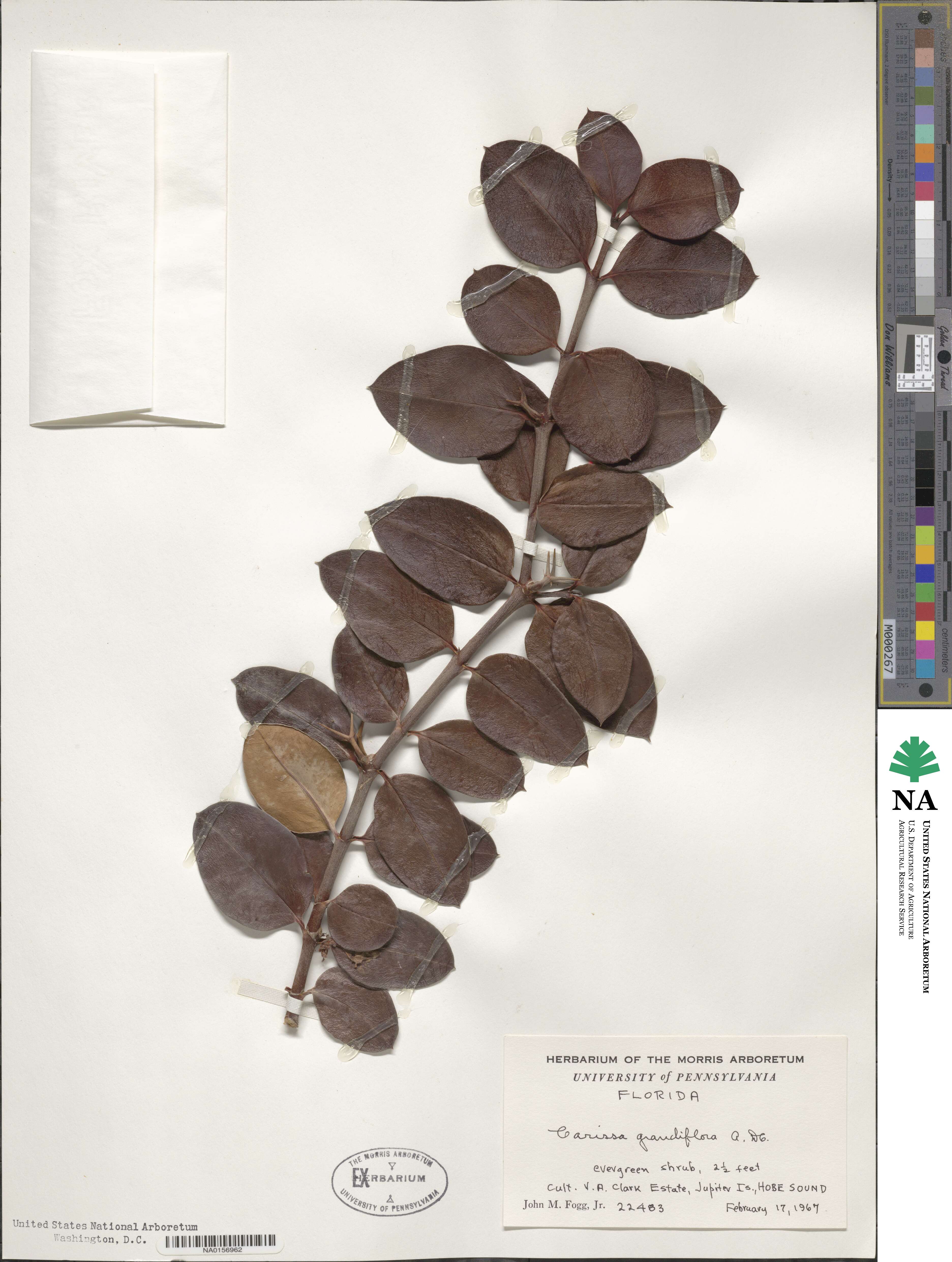 Carissa macrocarpa image