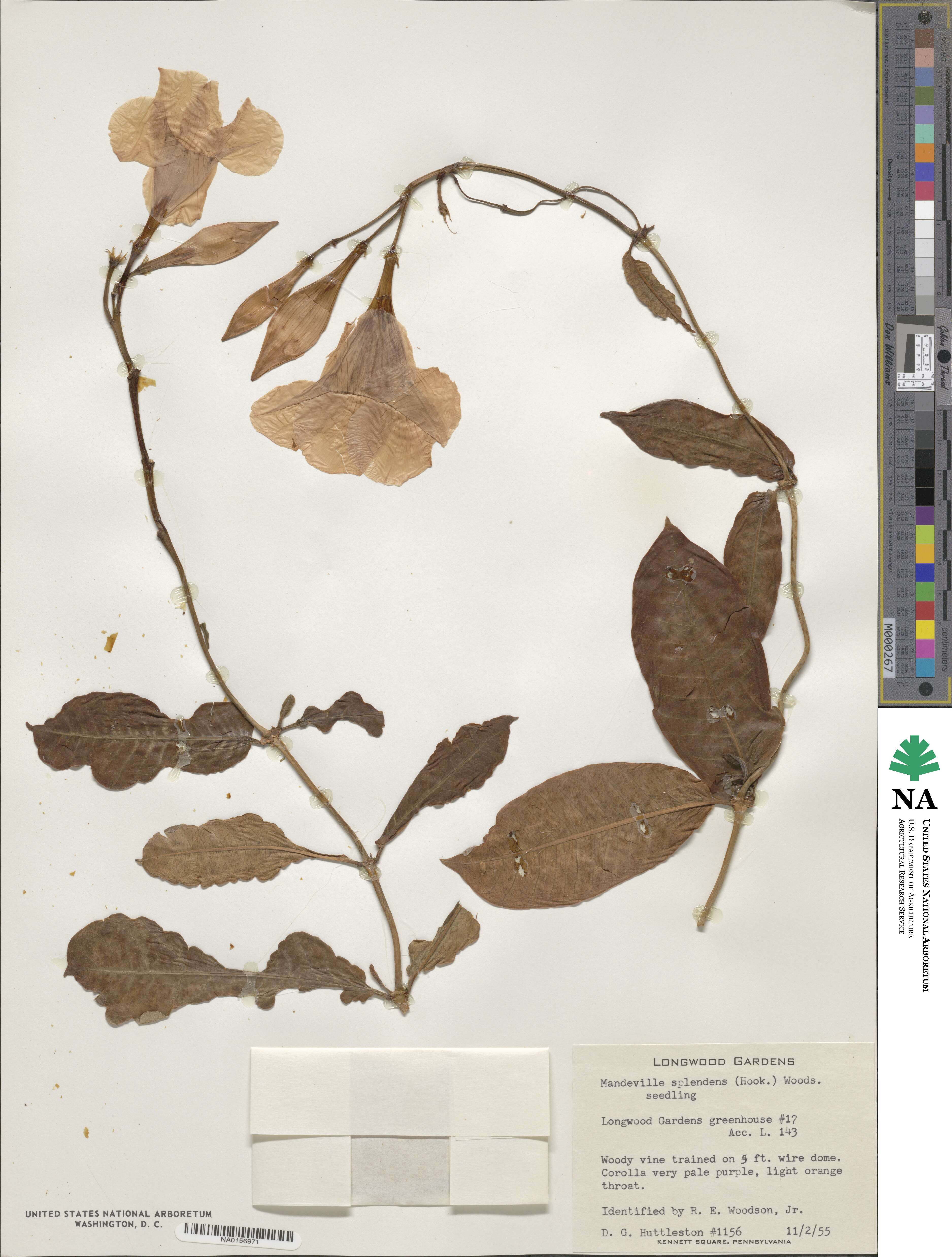 Carissa macrocarpa image